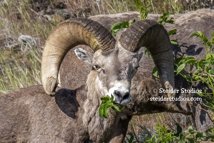 Goats and Sheep — Steider Studios
